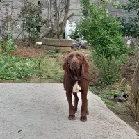 واگذاری یک عدد طوله شکاری اصیل پوینتر