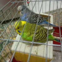 جفت مرغ عشق نیمه دستی