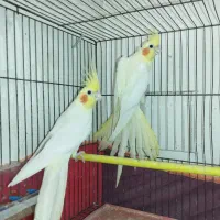 عروس هلندی مولد همراه جوجه