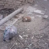 خرگوش