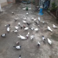 کبوتر|پرنده|صومعه‌سرا, |دیوار