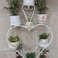 مقداری گل آپارتمانی|گل و گیاه طبیعی|شهریار, شهریار|دیوار