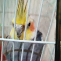 عروس هلندی جفت