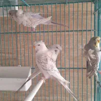 پرنده سرای یونا مهدیس
