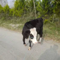 گاو. لیشه .سیمنتال