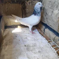 یک جفت کله شیخ نر|پرنده|مسجد سلیمان, |دیوار