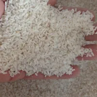 برنج طارم هاشمی ۲۲۵ ت سرلاشه ۱۴۵ت فجر ۱۵۰ت