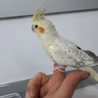 عروس هلندی مولد سخنگو