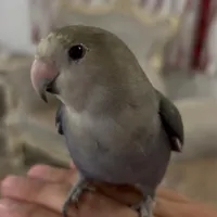 گمشده طوطی برزیلی