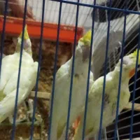 جوجه عروس هلندی