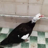 اردک نژاد اسرائیلی|حیوانات مزرعه|شهریار, کرد امیر|دیوار