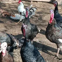 بوقلمون برنز|حیوانات مزرعه|لنگرود, |دیوار