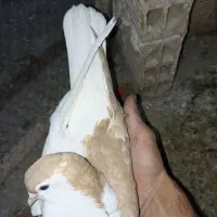 ۴تاکفترجوجه چپ کلاغ چپ ساده|پرنده|مشهد, شهید قربانی|دیوار