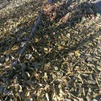 برگ درخت توت تمیزخشکه|لوازم جانبی حیوانات|نیشابور, ریوند|دیوار