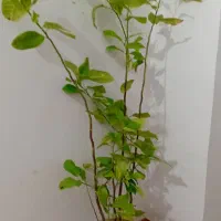 گلهای طبیعی|گل و گیاه طبیعی|ارومیه, |دیوار