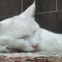 گربه|گربه|مشهد, طبرسی شمالی|دیوار