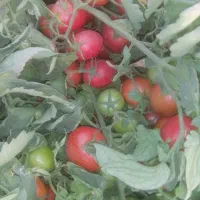 فروش گوجه قرمزوسبزدورنگ...|خوردنی و آشامیدنی|درودزن, |دیوار