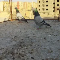 کبوتر