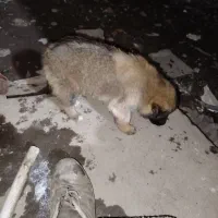 واگذاری توله ماده