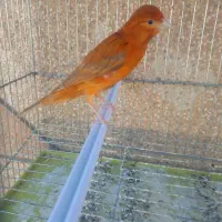 قناری سرخ مست|پرنده|شیراز, کوشک میدان|دیوار