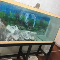 اکواریوم ماهی|ماهی|خمینی‌شهر, |دیوار