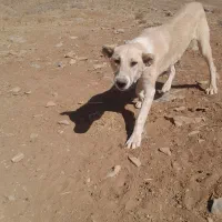 سگ ۹ ماهه سرابی گله ای وجونوری|سگ|شازند, |دیوار