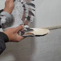 ساده هفت رنگ|پرنده|مشهد, کوشش|دیوار