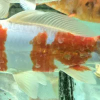 ماهی کوی ژاپنی