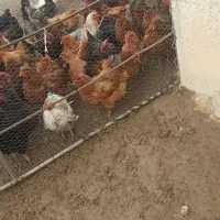 مرغ تخمگذار|حیوانات مزرعه|شاهنجرین, |دیوار