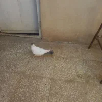 کبوتر|پرنده|قم, سرحوض|دیوار