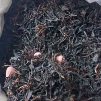 چای دستی کارگاهی ۱۴۰۵