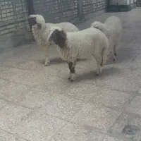 گوسفند بره وبره
