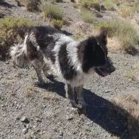 سگ گله ای|سگ|بوئین و میاندشت, |دیوار