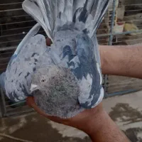 سرور پرشی کفتر عتیقه