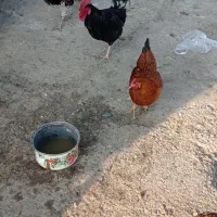 خروس سیاه|حیوانات مزرعه|کهریزک, |دیوار