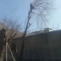 خریدتنه الوار قطعه حرفه ای درخت چوب داخل دربندبیشه|خدمات باغبانی و درختکاری|اراک, |دیوار