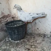 کفتر پرشی|پرنده|سبزوار, جهاد کشاورزی|دیوار