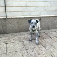 سگ نژاد دار اشپیتس|سگ|خسروشاه, |دیوار