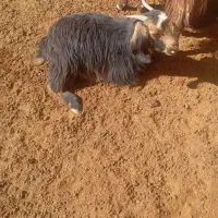 کهره ماده و نر|حیوانات مزرعه|سرچهان, |دیوار