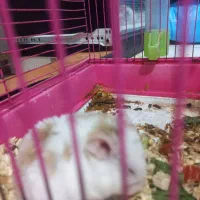 همستر نر و ماده با بچه|موش و خرگوش|آستانه اشرفیه, |دیوار