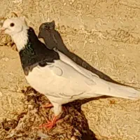 طوقی و سفید|پرنده|بندر دیر, |دیوار