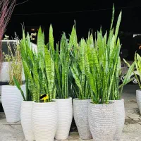 گل سانسوریا فقط تاآخر امشب