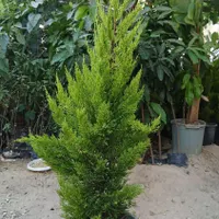 انواع گل وگلدان استند  خاک برگ تقویتی  سیاه درخت|گل مصنوعی|جهرم, |دیوار