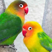 کوتوله برزیلی