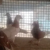 کبوتر  یه جا