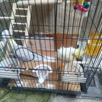 عروس هلندی نر و ماده