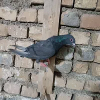ماده پلاکی آلمانی