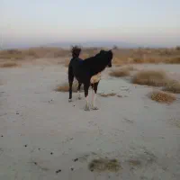 واگذاری سگ|سگ|مرودشت, رودبال|دیوار