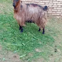دو عدد بز زائده  جوان شیرا فروشی