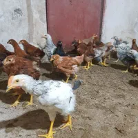 جوجه ۳ماه